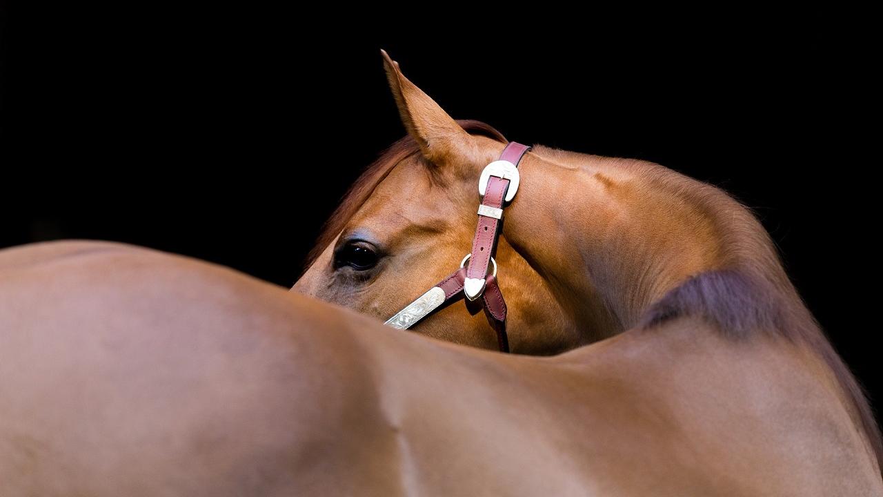 Hereditary equine regional dermal asthenia School of Veterinary Medicine